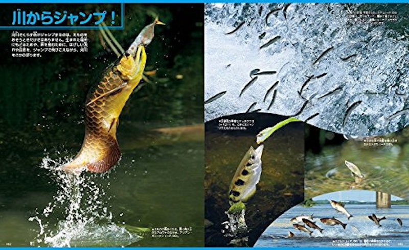 講談社の動く図鑑MOVE 魚 新訂版 3