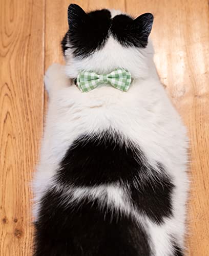 猫首輪 6
