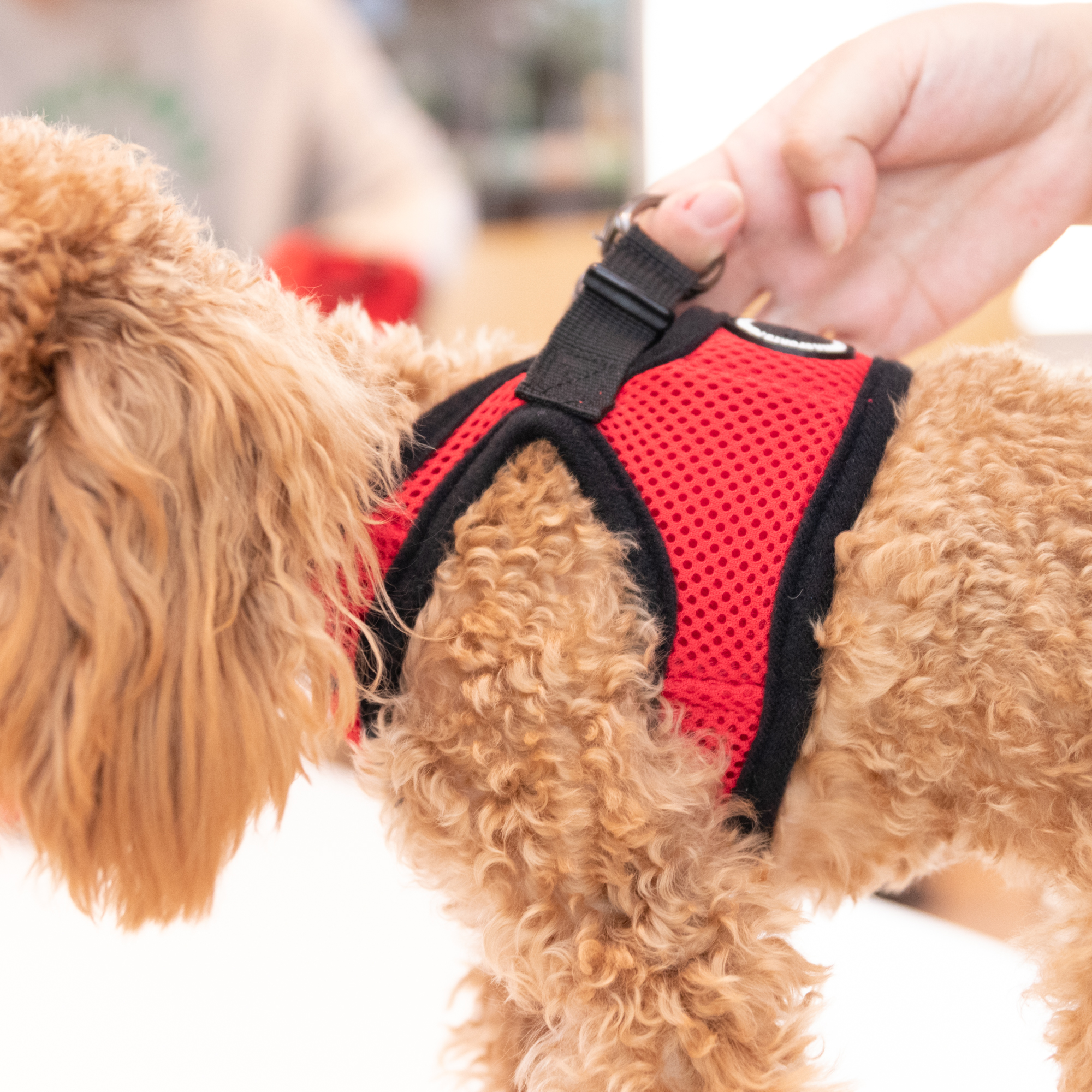 Thain 犬 3m反射材料 ナイロン製 ハーネス ベストハーネス ペット用品 中型犬 中型犬に向け 犬用 胴輪 訓練 通気 94 以上節約 ハーネス