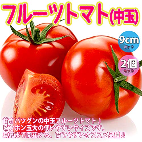 フルーツトマト（中玉）の苗 2