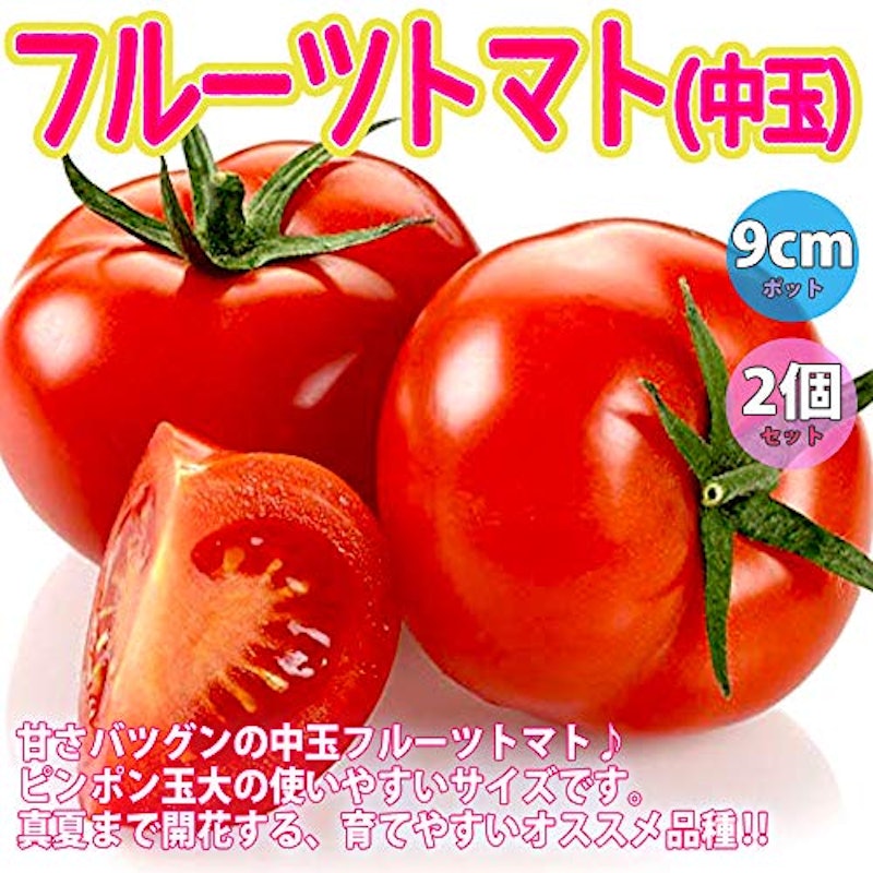 フルーツトマト(中玉)の苗 2