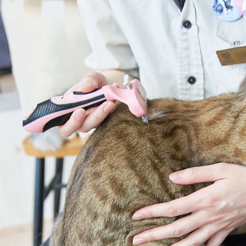 徹底比較 猫用ブラシのおすすめ人気ランキング10選 Mybest 徹底比較 猫用ブラシのおすすめ人気ランキング10選 Mybest