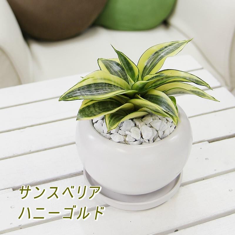 サンスベリア ハニー 2