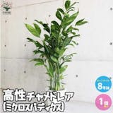 大型観葉植物のおすすめ人気ランキング【2026年9月】 4