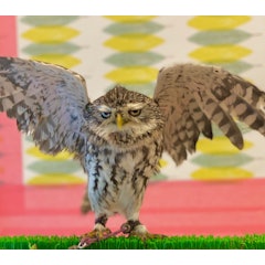 22年 東京都内のフクロウカフェのおすすめ人気ランキング10選 Mybest 22年 東京都内のフクロウカフェのおすすめ人気ランキング10選 Mybest