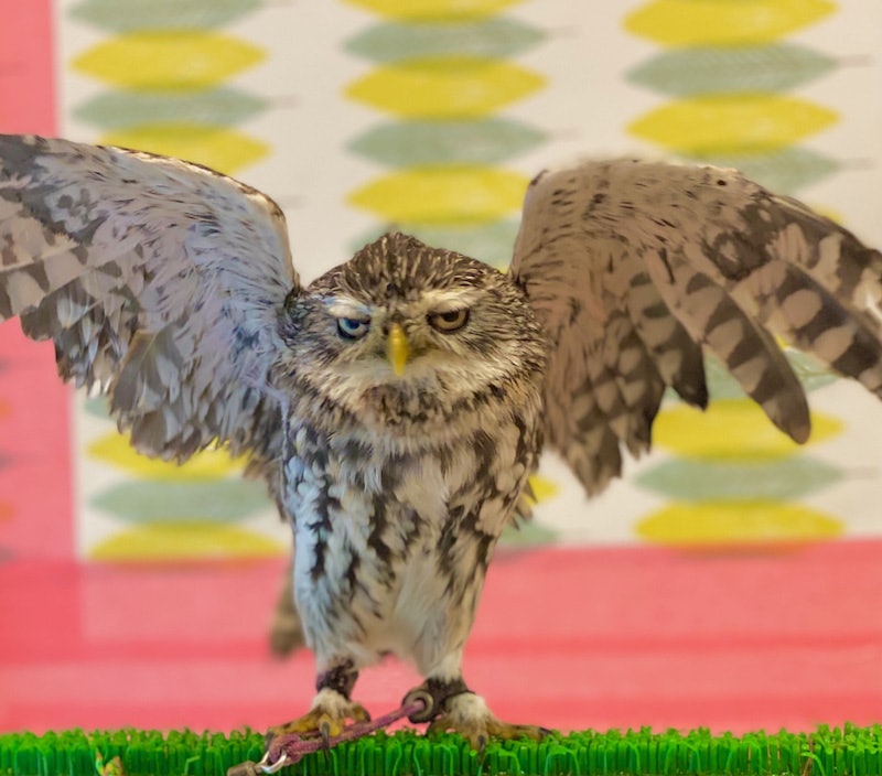 21年 東京都内のフクロウカフェのおすすめ人気ランキング10選 Mybest 21年 東京都内のフクロウカフェのおすすめ人気ランキング10選 Mybest