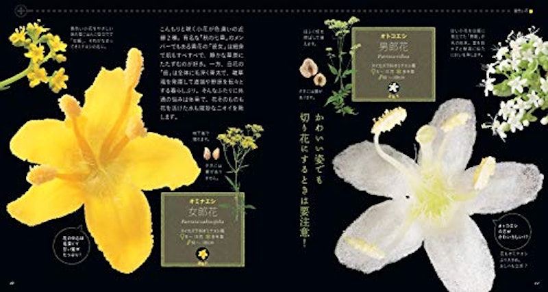 もっと美しき小さな雑草の花図鑑 4