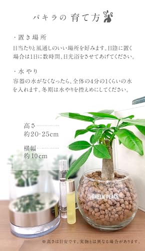 土を使わない観葉植物 5