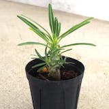 珍しい観葉植物のおすすめ人気ランキング【2026年9月】 4