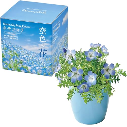 空色の花　ネモフィラ栽培セット 1