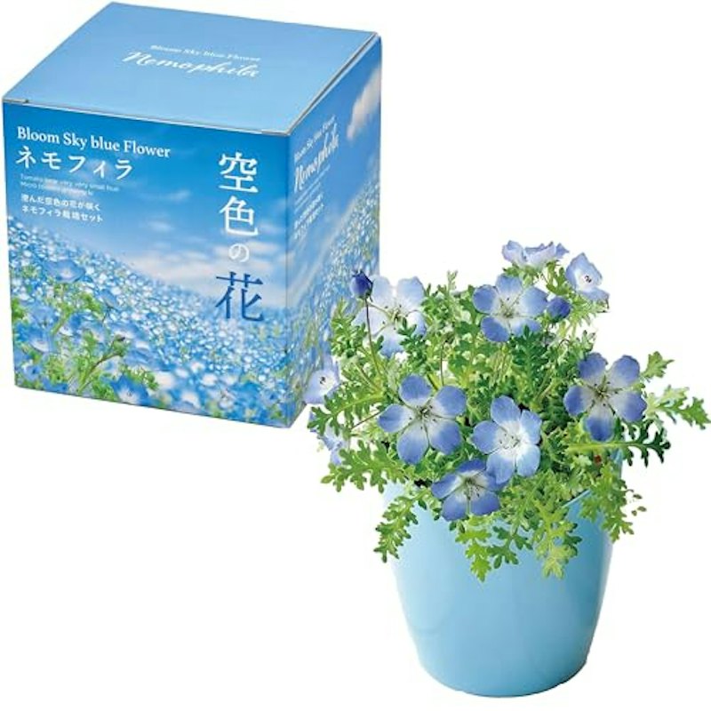 空色の花 ネモフィラ栽培セット 1