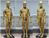 筋肉人体模型のおすすめ人気ランキング【2026年6月】 3