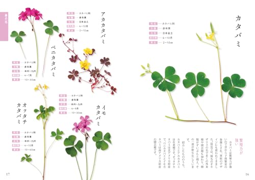 散歩でよく見る花図鑑 2