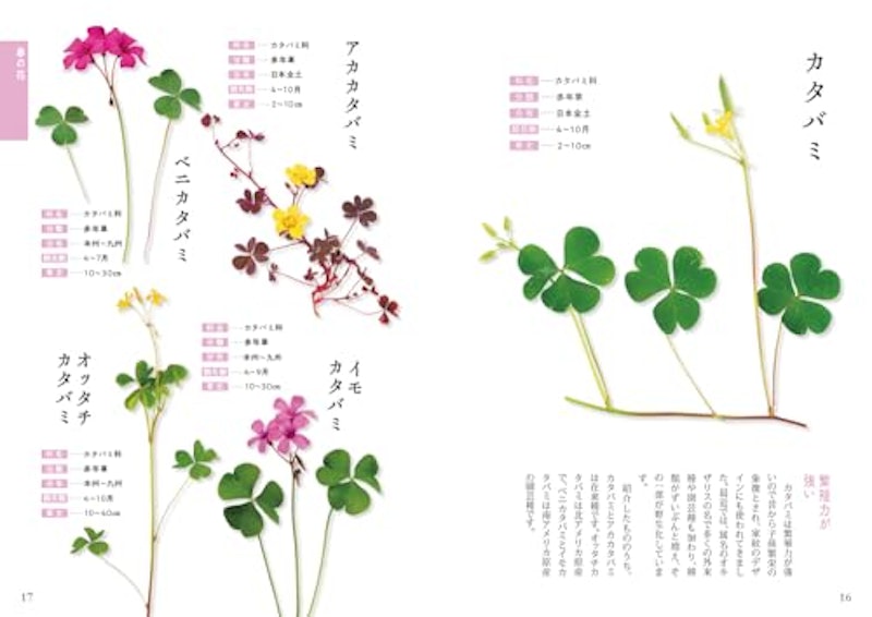 散歩でよく見る花図鑑 2