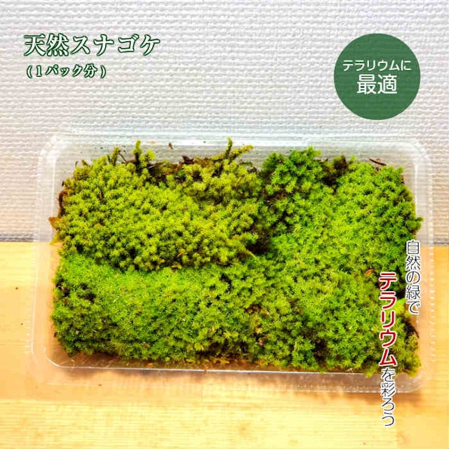 ガーデンデザイナーが教える 苔のおすすめ人気ランキング10選 Mybest ガーデンデザイナーが教える 苔のおすすめ人気ランキング10選 Mybest