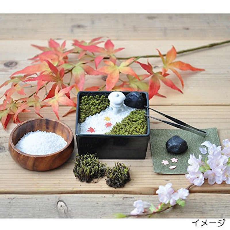 苔日和 1