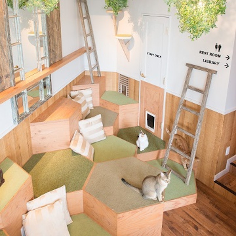 東京都内の猫カフェおすすめ人気ランキング12選 里親探しのカフェも Mybest 東京都内の猫カフェおすすめ人気ランキング12選 里親探しのカフェも Mybest