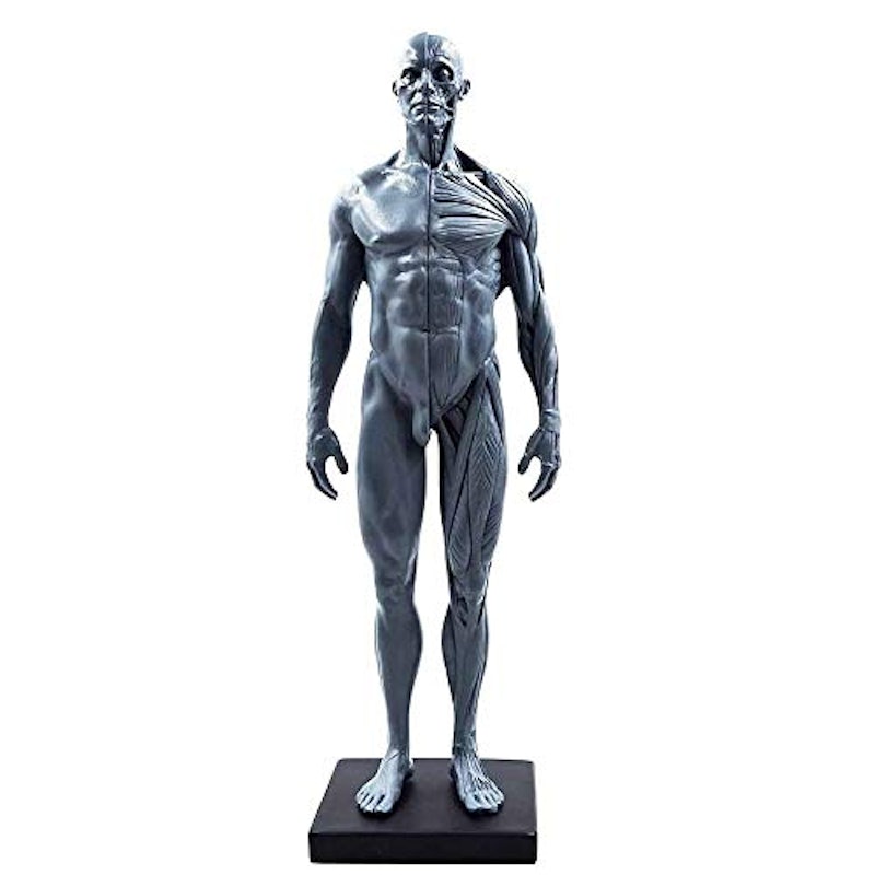 人体筋肉模型 1