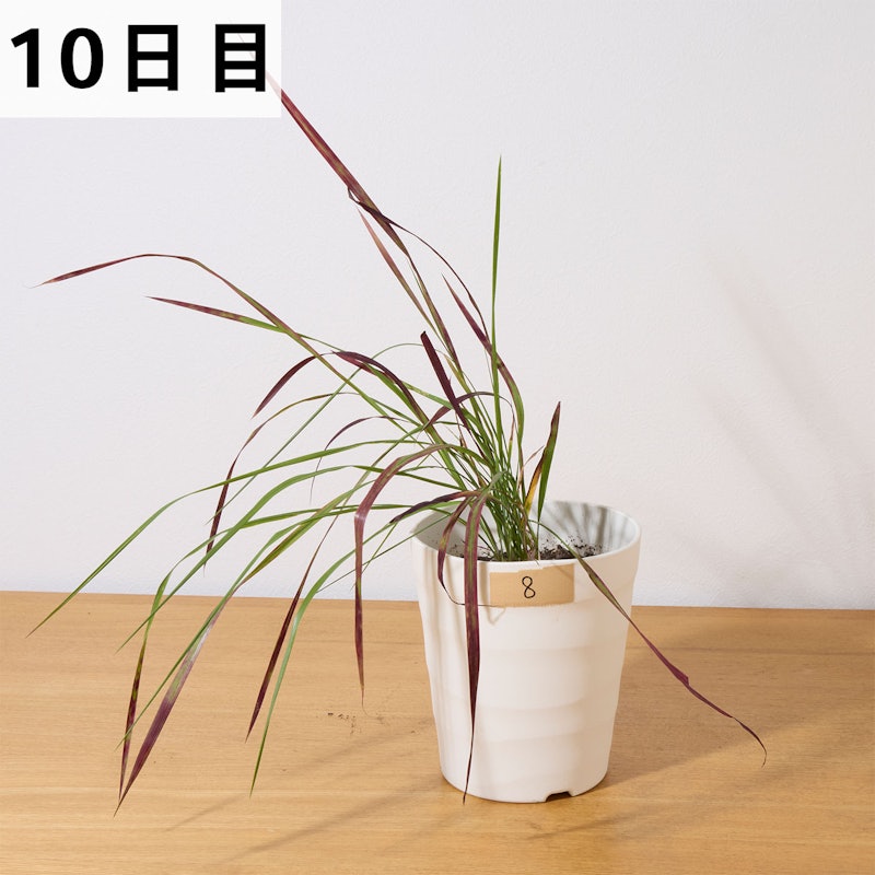 はやく効くお酢の除草剤 18