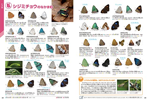 昆虫 新版 8