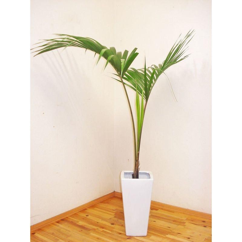 ケンチャヤシ ベルモレアナ 8号 100cm 【公式通販】 ケンチャヤシ ベルモレアナ 8号 100cm 【公式通販】