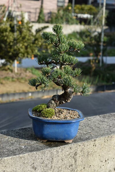 21年 ミニ盆栽のおすすめ人気ランキング14選 Mybest