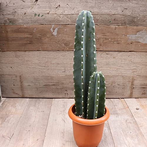 22年 サボテンのおすすめ人気ランキング11選 Mybest