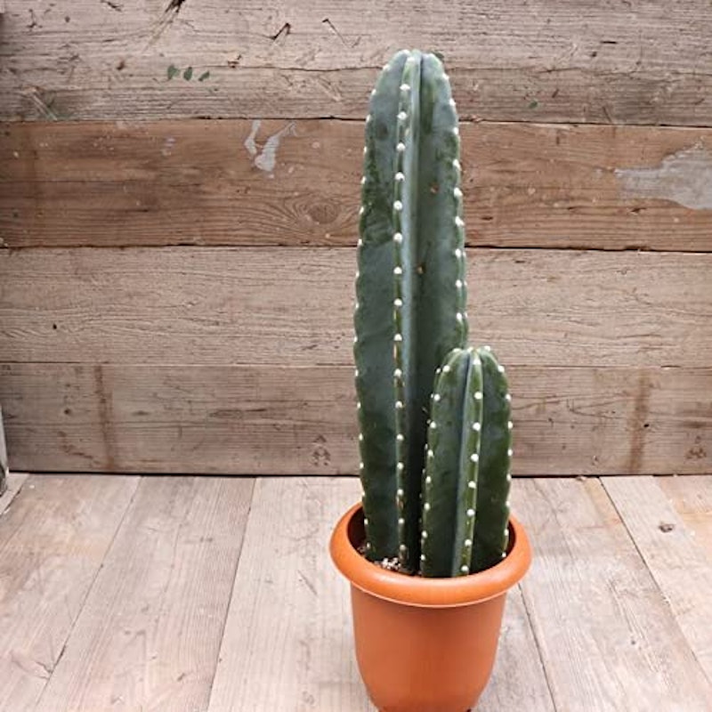 22年 サボテンのおすすめ人気ランキング11選 Mybest 22年 サボテンのおすすめ人気ランキング11選 Mybest