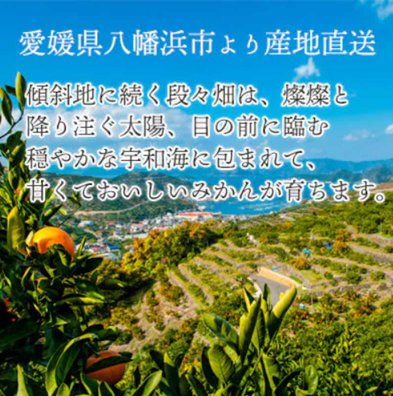 愛媛みかん 3