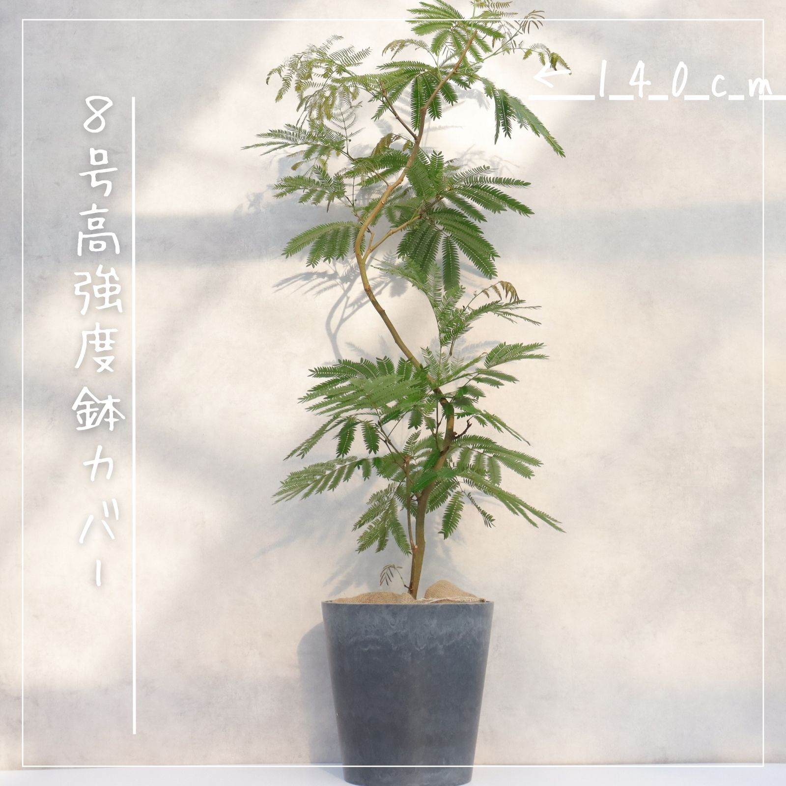 曲がり仕立てエバーフレッシュ  3