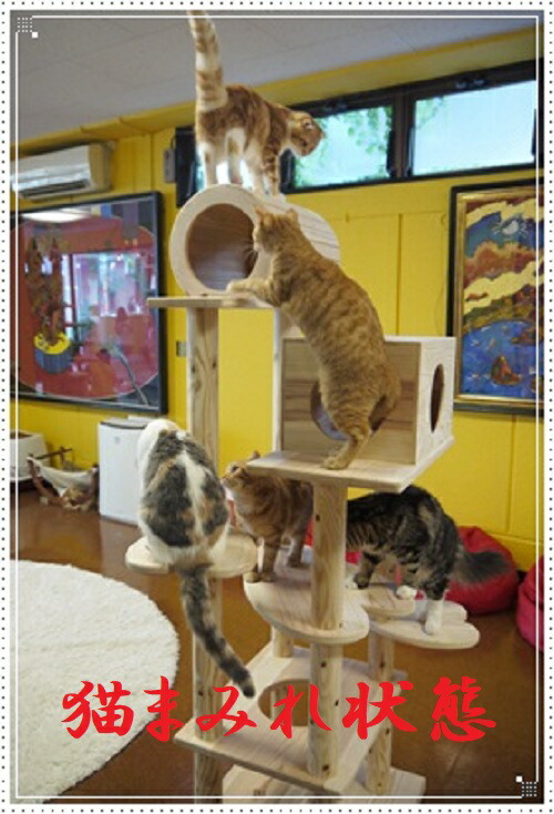 猫まみれツリーハウス 5