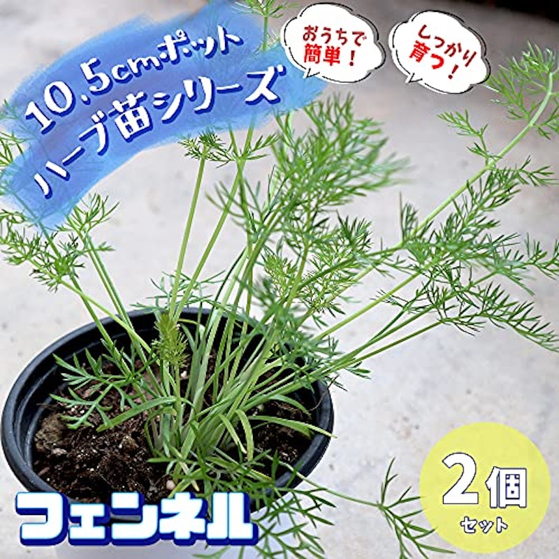 21年 ハーブ初心者向け苗のおすすめ人気ランキング10選 Mybest 21年 ハーブ初心者向け苗のおすすめ人気ランキング10選 Mybest