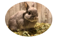 22年 東京都内のうさぎカフェのおすすめ人気ランキング8選 Mybest