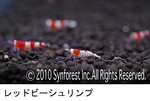 熱帯魚映像図鑑 バーチャル・アクアリウム 11