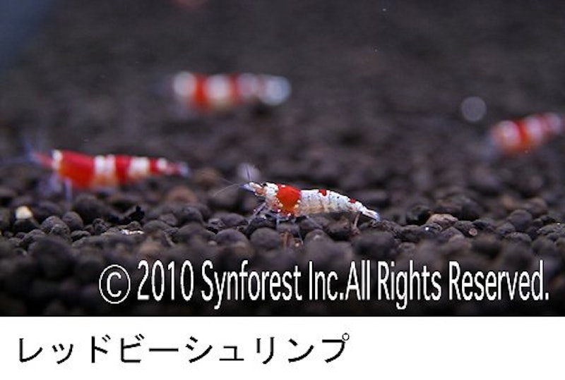 熱帯魚映像図鑑 バーチャル・アクアリウム 11