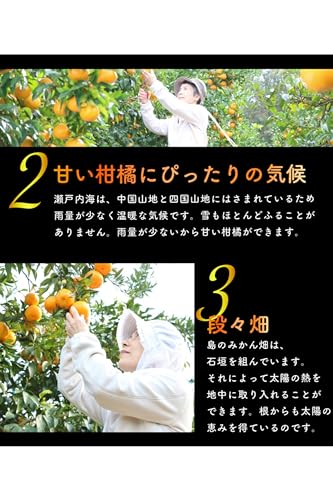 愛媛みかん 5