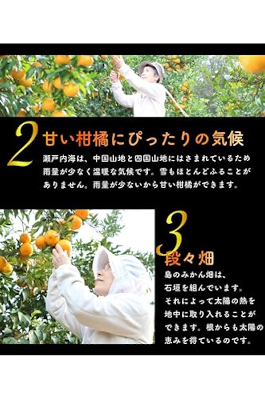 愛媛みかん 5