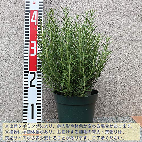 21年 虫除け用ハーブの鉢のおすすめ人気ランキング10選 Mybest