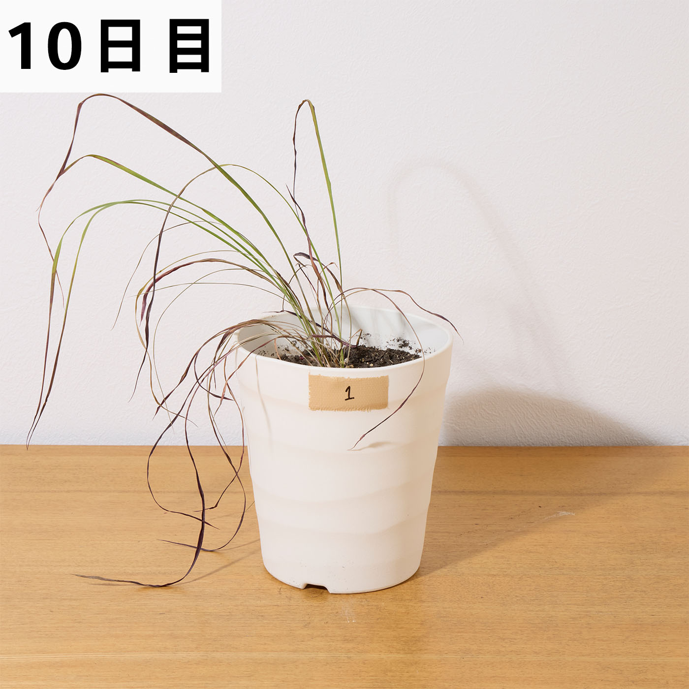 速効除草剤 18