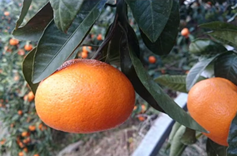 有田・庄助みかん 2