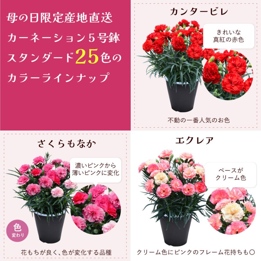 カーネーションの鉢花 2