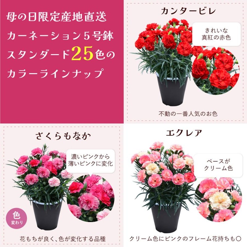 カーネーションの鉢花 2