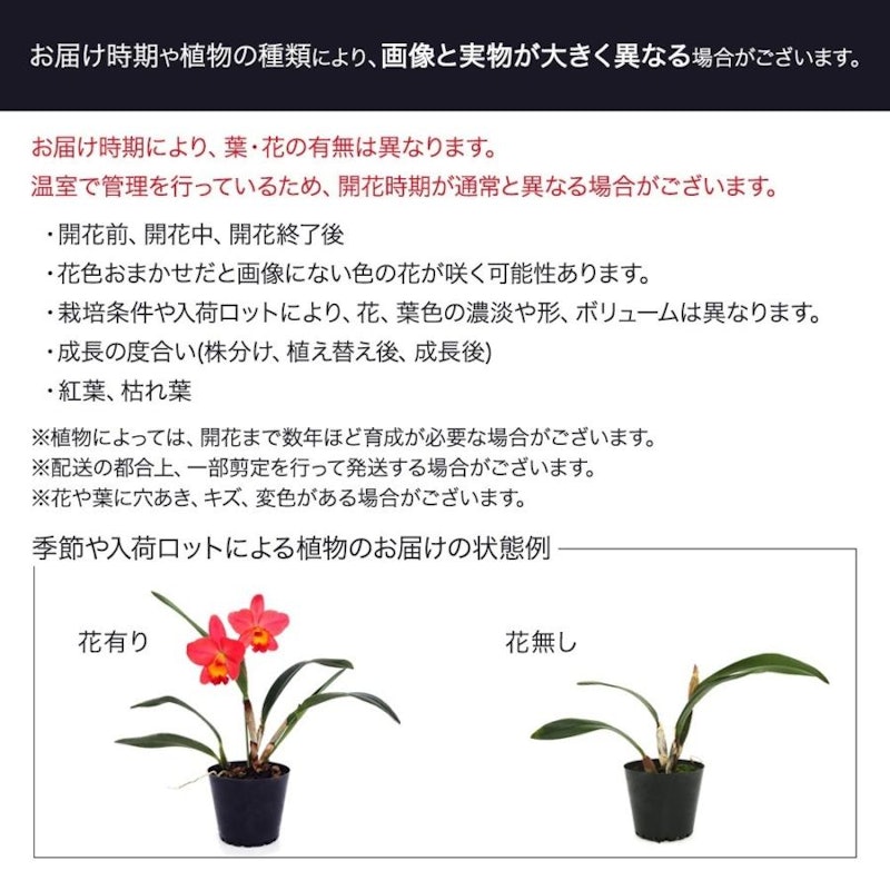 アエオニウム 黒法師 4