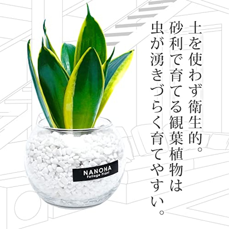 サンスベリア 3