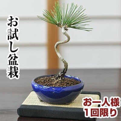 22年 ミニ盆栽のおすすめ人気ランキング19選 Mybest