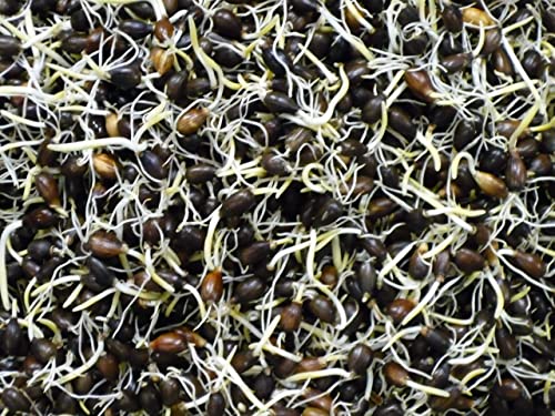 発芽ハトムギ茶 業務用 4