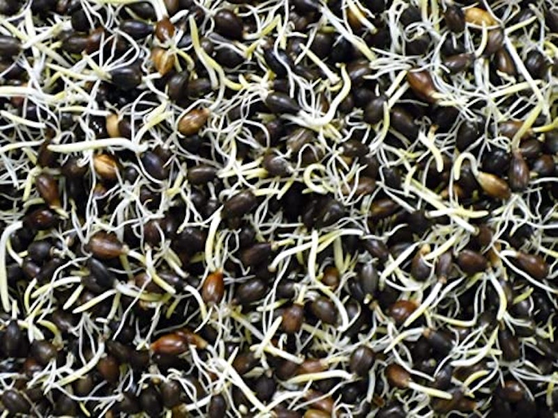 発芽ハトムギ茶 業務用 4