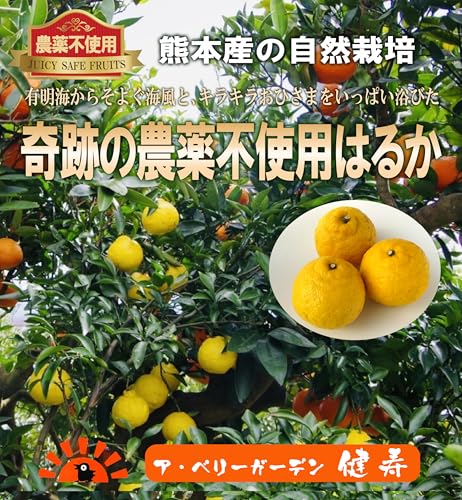 はるか 3kg 2