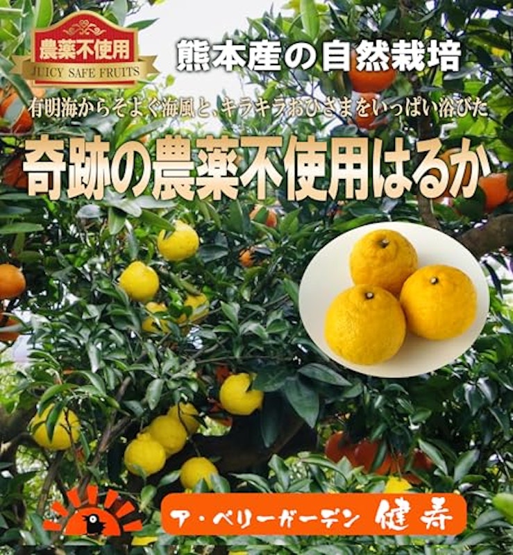 はるか 3kg 2