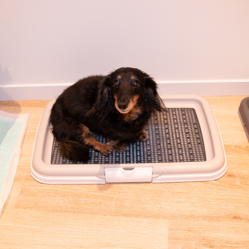 徹底比較 犬用トイレトレーのおすすめ人気ランキング16選 Mybest 徹底比較 犬用トイレトレーのおすすめ人気ランキング16選 Mybest